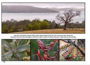 http://travelandpix.com/wp-content/uploads/2022/09/Wilds-of-Tasmania_072_L_1024pxWeb-300x216.jpg