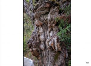 http://travelandpix.com/wp-content/uploads/2022/09/Wilds-of-Tasmania_098_R_1024pxWeb-300x216.jpg
