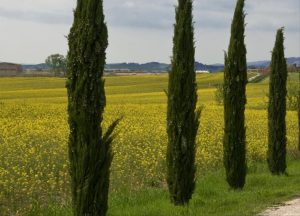 https://travelandpix.com/wp-content/uploads/2022/05/Tuscany-Umbria055_L_1024pxWeb-2-300x216.jpg